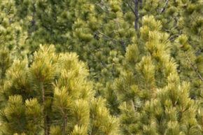 Arbor-Lawn-tree-care-professionals-300x200