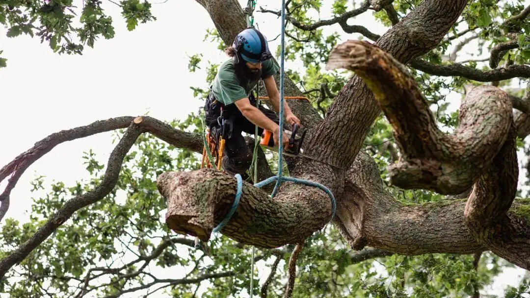 Does-homeowners-insurance-cover-tree-removal