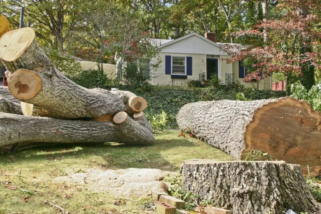 Large, heavy branches and trunk of an old oak tree that was cut down fill up a front yard